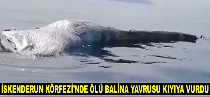İskenderun Körfezi’nde ölü balina yavrusu kıyıya vurdu