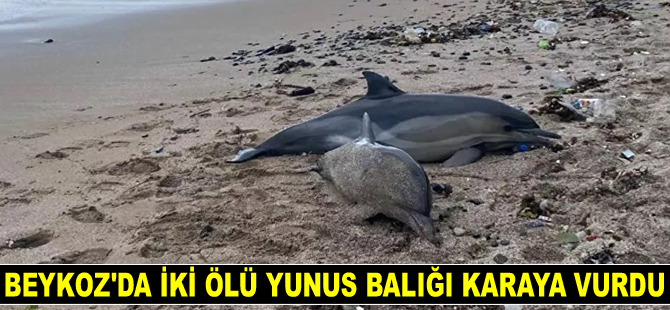 Riva'da iki ölü yunus balığı karaya vurdu