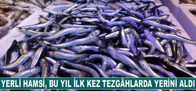 Yerli hamsi, bu yıl ilk kez tezgâhlarda yerini aldı