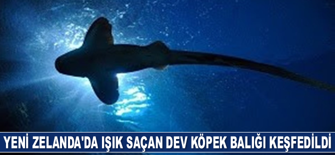 Yeni Zelanda'da ışık saçan dev köpek balığı keşfedildi