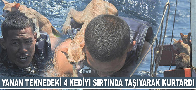 Taylandlı denizci, yanan teknede mahsur kalan 4 kediyi sırtında taşıyarak kurtardı