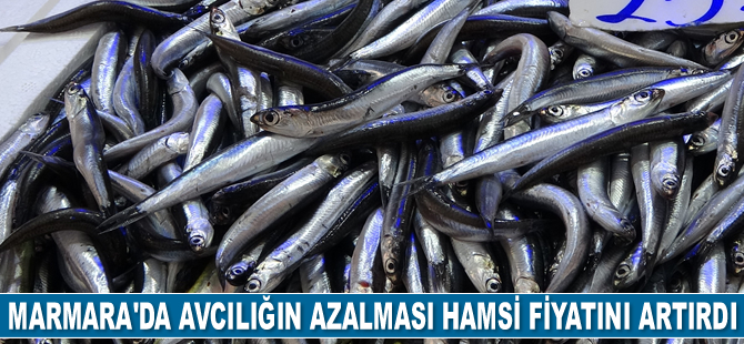 Deniz salyası nedeniyle avcılığın azalması hamsi ve istavritin fiyatını artırdı