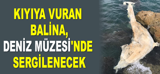 Kıyıya vuran balina, Deniz Müzesi’nde sergilenecek