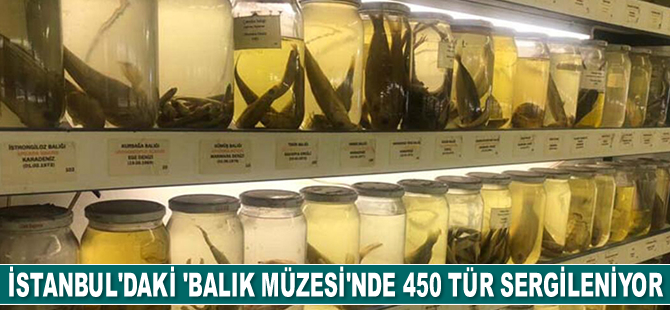 İstanbul’daki 'Balık Müzesi’nde 450 tür sergileniyor