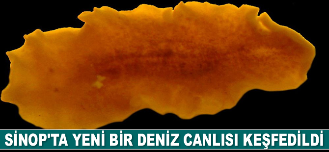 Sinop’ta yeni bir deniz canlısı keşfedildi