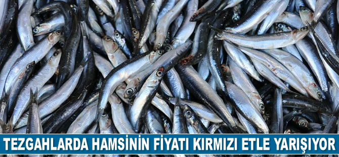 Hamsinin fiyatı kırmızı etle yarışıyor