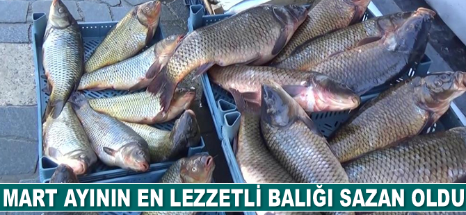 Mart ayının en lezzetli balığı sazan oldu