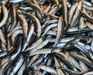 Karadeniz'de hamsi çekildi, sezon kapandı