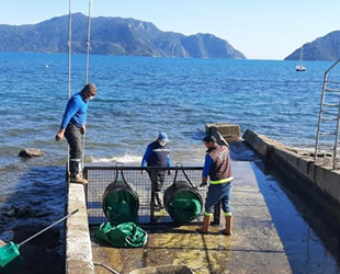 Marmaris’te dere ağızları ağ ile kapatılıyor