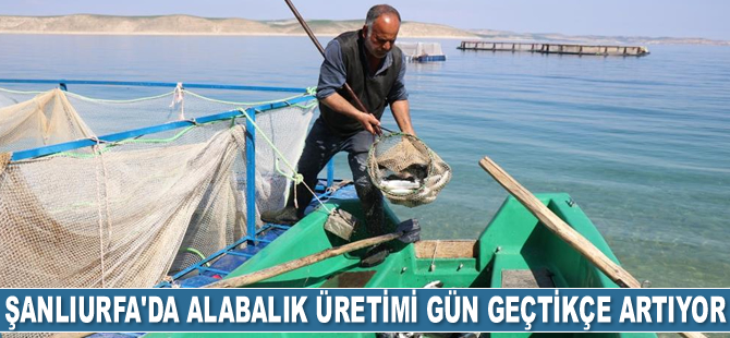 Atatürk Barajı alabalık üssü oluyor