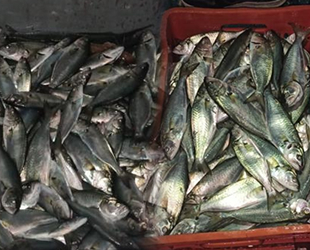 Yenikapı'da su ürünleri denetiminde 25 kasa lüfere el konuldu