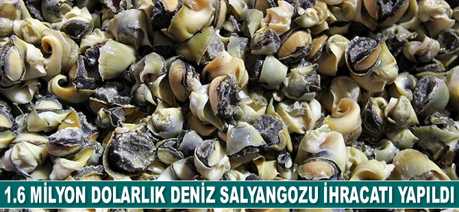 1.6 milyon dolarlık deniz salyangozu ihracatı yapıldı