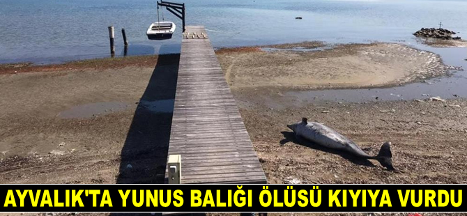 Cunda Adası’nda yunus balığı ölüsü kıyıya vurdu