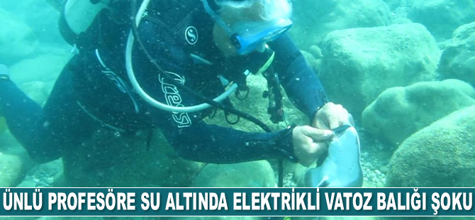 Mehmet Gökoğlu, vatoz balığının elektrikli şokuna maruz kaldı
