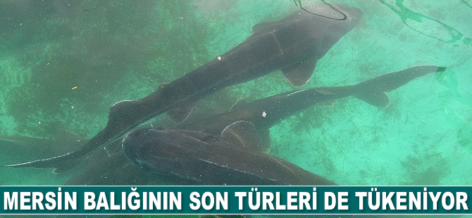 250 milyon yıllık geçmişi olan Mersin balığının son türleri de tükeniyor
