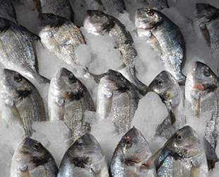 Sinop’ta tezgahlar havuz balıklarına kaldı