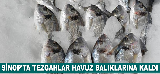 Sinop’ta tezgahlar havuz balıklarına kaldı