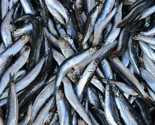 Hamsi, Karadeniz'e geri döndü