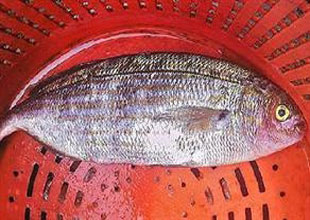 Halüsinasyon gördüren balık İngiltere'de