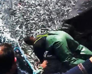 Balıkçılar, binlerce kefal yavrusunu denize bıraktı
