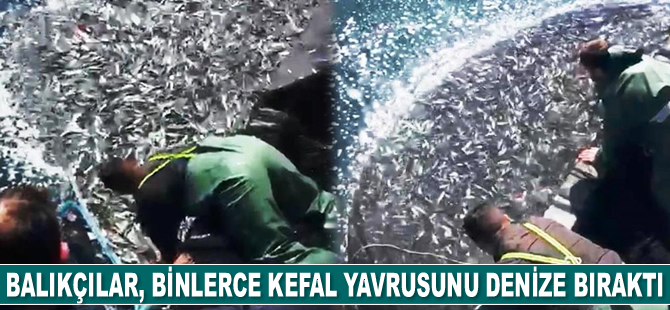 Balıkçılar, binlerce kefal yavrusunu denize bıraktı