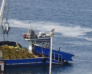 Deniz salyası, balıkçının kabusu oldu