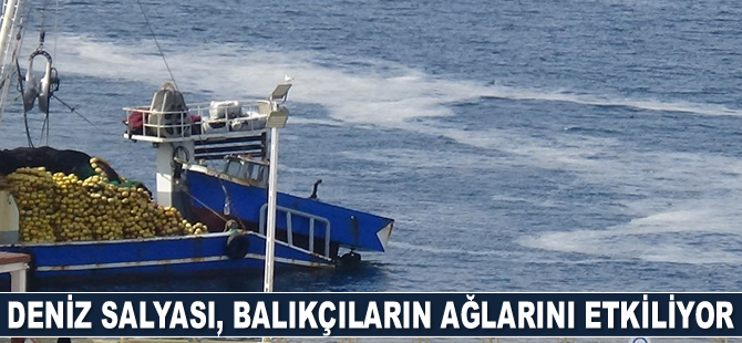 Deniz salyası, balıkçının kabusu oldu