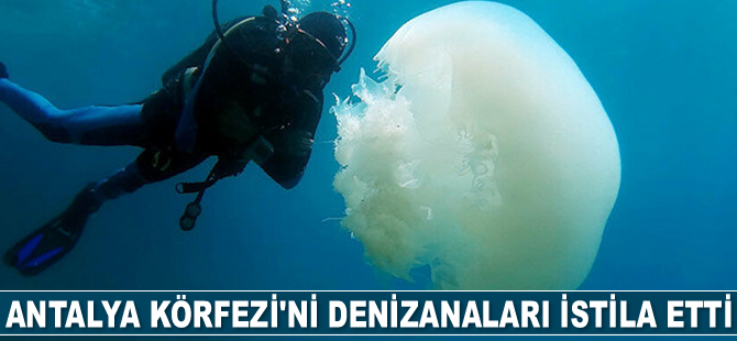 Antalya Körfezi'ni denizanaları istila etti