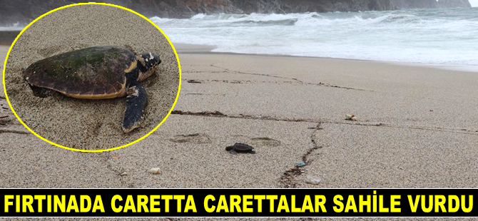 Alanya’da fırtınada caretta carettalar sahile vurdu