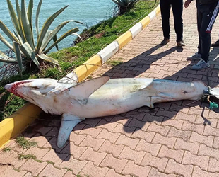 Antalya'da köpek balığı ölüsü sahile vurdu