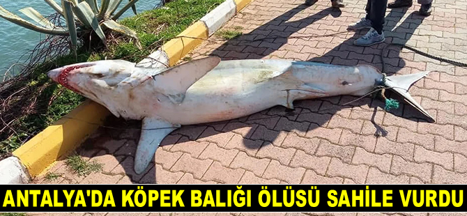 Antalya'da köpek balığı ölüsü sahile vurdu