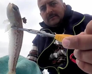 Zehirli balığın anlık teması hastanelik etti