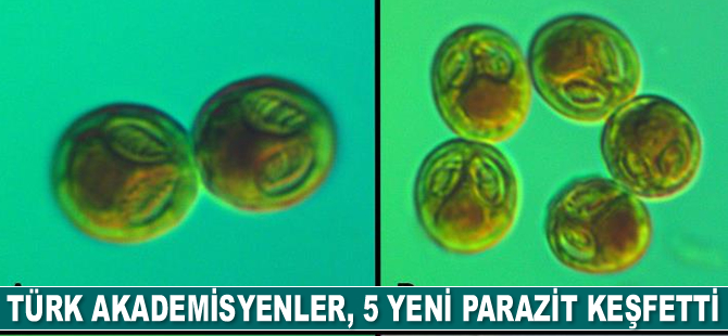 Türk akademisyenler, 5 yeni parazit keşfetti