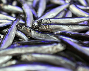 Karadeniz’de hamsi azaldı, ‘çaça’ avı başladı