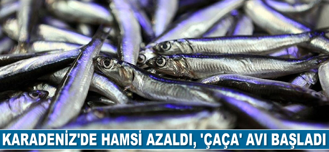 Karadeniz’de hamsi azaldı, ‘çaça’ avı başladı