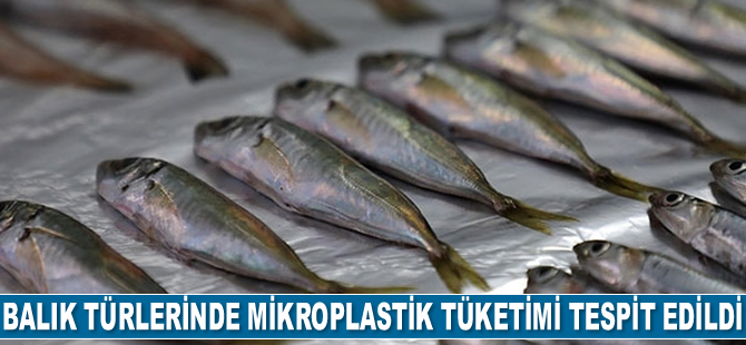 Balık türlerinde mikroplastik tüketimi tespit edildi