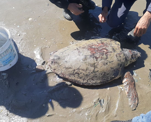 Denize atılan iğnelerin yaraladığı caretta kurtarıldı