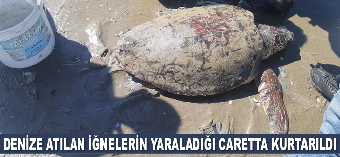 Denize atılan iğnelerin yaraladığı caretta kurtarıldı