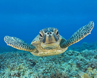 Madagaskar'da deniz kaplumbağası yiyen 19 kişi öldü