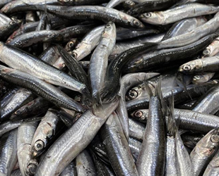 Karadeniz’de her yıl 1 milyon ton hamsi, yanlış avcılıkla yok oluyor