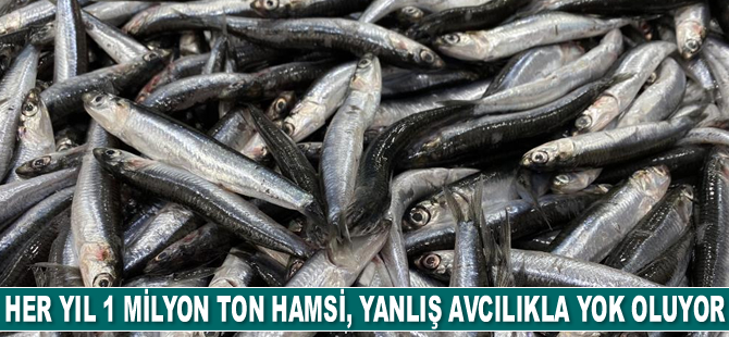 Karadeniz’de her yıl 1 milyon ton hamsi, yanlış avcılıkla yok oluyor