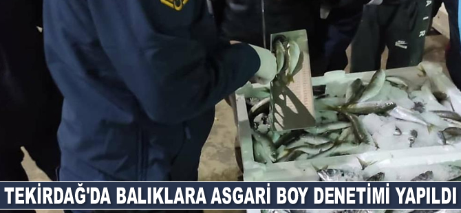 Tekirdağ’da balıklara asgari boy denetimi yapıldı