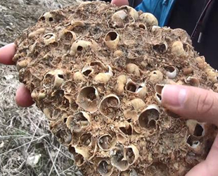 Muş'ta 12 milyon yıllık deniz canlıları fosili bulundu