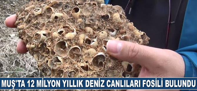 Muş'ta 12 milyon yıllık deniz canlıları fosili bulundu