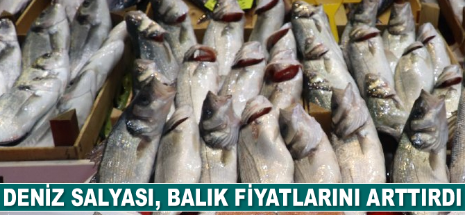 Deniz salyası, balık fiyatlarını arttırdı