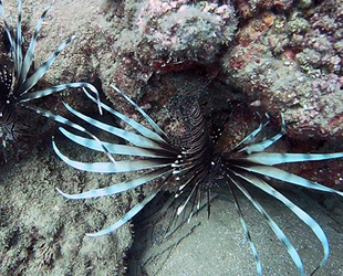 Pasifik kökenli aslan balıkları Akdeniz’de sürüleşti