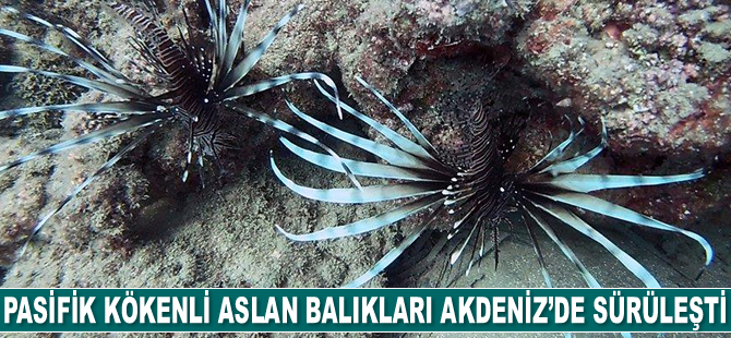 Pasifik kökenli aslan balıkları Akdeniz’de sürüleşti
