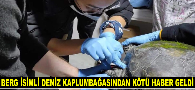 Berg isimli deniz kaplumbağasından kötü haber geldi