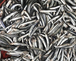 Yağışların zamanında yağmadı, hamsi bu yıl büyüyemedi