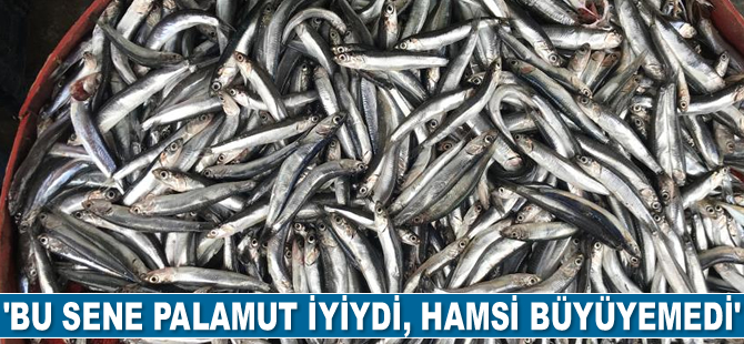 Yağışların zamanında yağmadı, hamsi bu yıl büyüyemedi